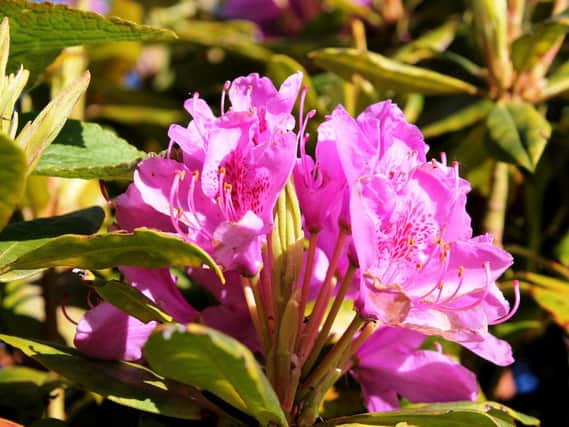 Keep rhododendrons well watered to ensure that next year’s buds develop well.
