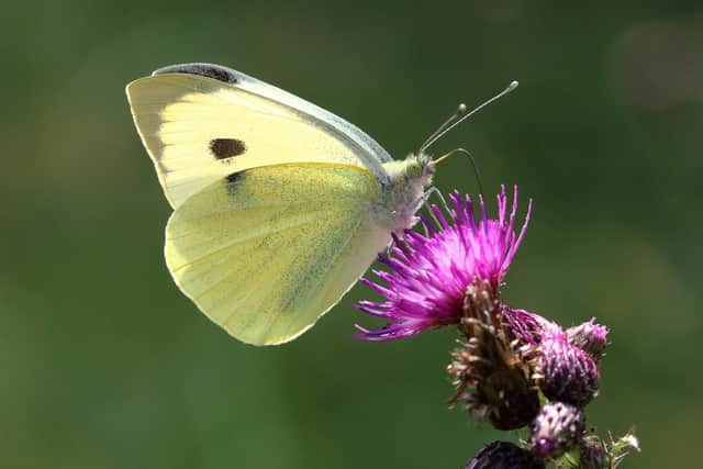 On the up...Large White by Mark Searle, Butterfly Conservation