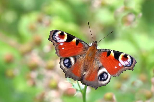 Peacock  Picture: Mark Searle, Butterfly Conservation