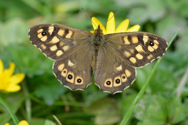 Speckled Wood Picture: Bob Eade, Butterfly Conservation