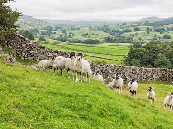 Large numbers of sheep have been taken from farms across North Yorkshire.
