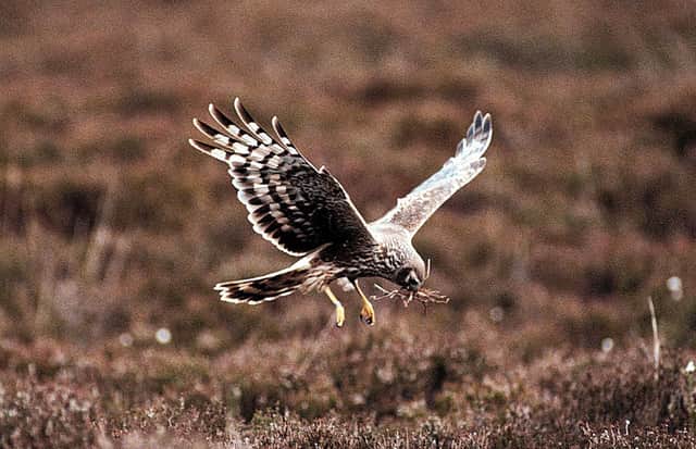 Natural England chair Tony Juniper says Britain has just recorded the best year for hen harrier breeding in England since 2002 with 60 chicks fledged from 19 nests across areas of northern England, including the Yorkshire Dales.