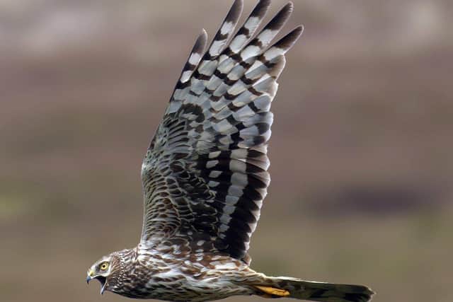 A female Hen Harrier in full flight.