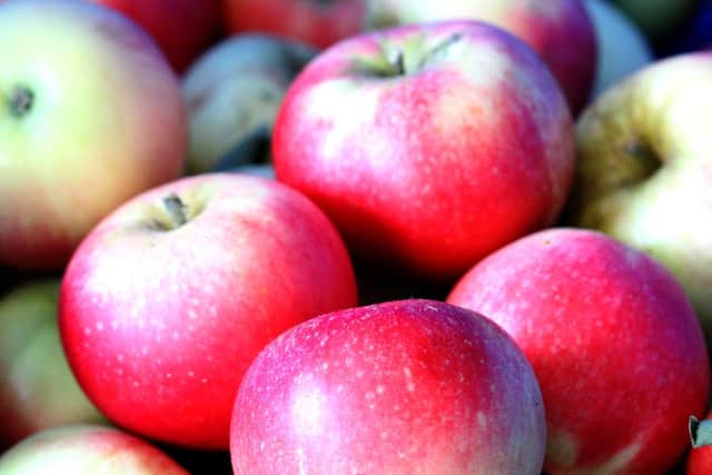 It's a good time to start harvesting your apples.