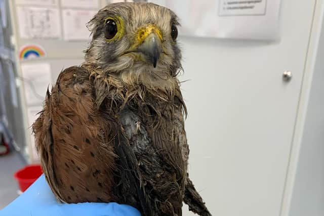The kestrel's feathers were "logged with faeces"
