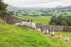 Sheep farmers are particularly susceptible to a'no deal' Brexit, writes CLA North regional director Dorothy Fairburn. Photo: Adobe Stock