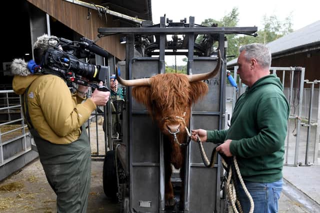 Filming for Friday on the Farm at Cannon Hall, Barnsley. Dave Nicholson is filmed with a Highland Cow at the farm. Picture by Simon Hulme.
