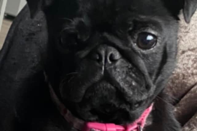 Pug Lucy was stolen from the Addison family's home in Rotherham last month and could become seriously ill