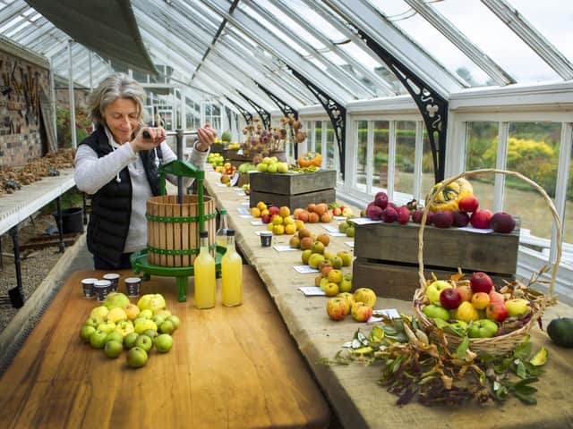 June Tainsh, garden manager at the Helmsley Walled Garden, presses apples in the glasshouse. Picture: Tony Johnson
