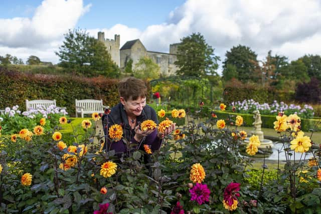 Tricia Harris, assistant garden manager, with the dahlias at the Helmsley Walled Garden. Picture: Tony Johnson.
