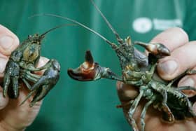 The native white-claw crayfish population has been decimated by the invasive American Signal crayfish.