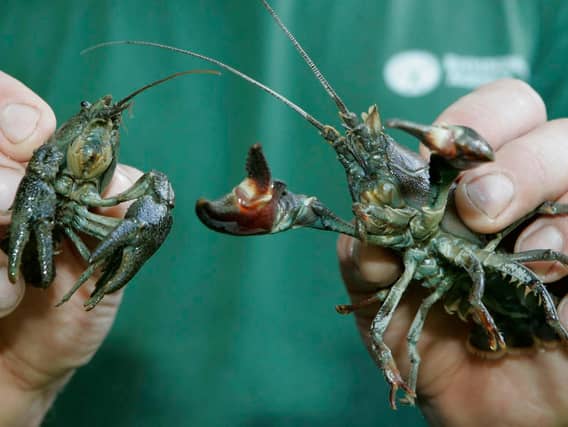 The native white-claw crayfish population has been decimated by the invasive American Signal crayfish.