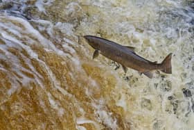 A salmon leaps up the falls at Stainforth Force, near Settle, this week