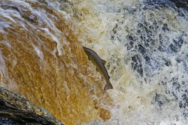 Salmon face a challenging migration back upstream - against the current and with many natural obstacles in their way - to reach their spawning grounds