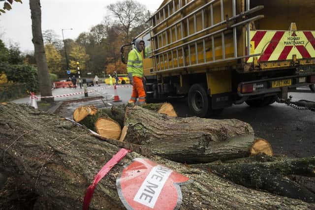 The report focuses on the felling of trees in Rustlings Road in Sheffield in November 2016. Picture: PA