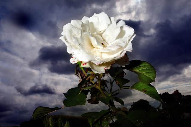 Should Leeds Bradford Airport be renamed after Yorkshire's white rose?