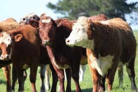 The live export of farm animals continues to prompt debate.