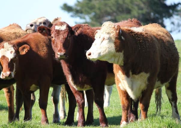 The live export of farm animals continues to prompt debate.