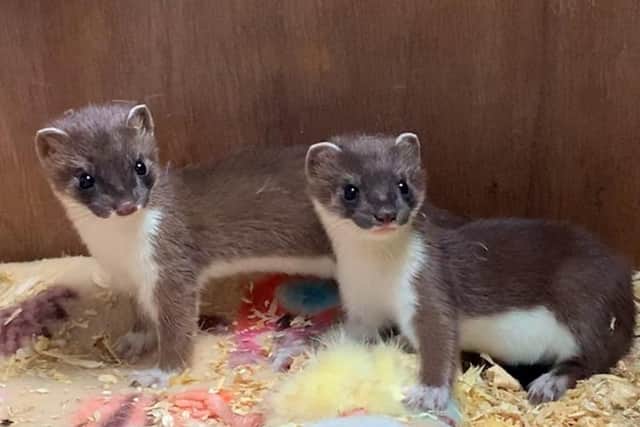 The two stoats have become great companions and are nearly ready to be released into the wild.