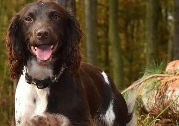 Urban Search and Rescue Dog Jessie. Photo credit: West Yorkshire Fire and Rescue Service