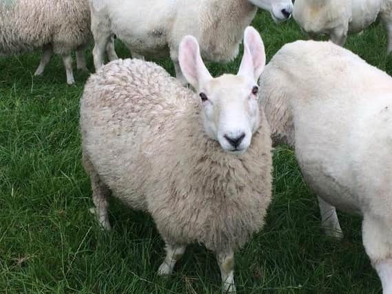 Border Leicesters are distinctive in appearance, with large upright ears