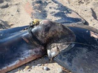 The whale's tail was almost severed by the fishing tackle (photo: CSIP/ZSL)
