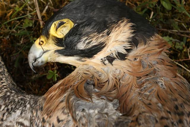 One of the dead falcons