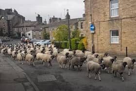 A flock of around 300 sheep pass through the streets of Hawes