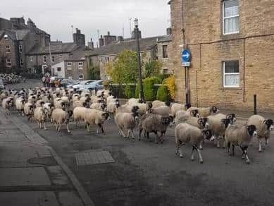 A flock of around 300 sheep pass through the streets of Hawes