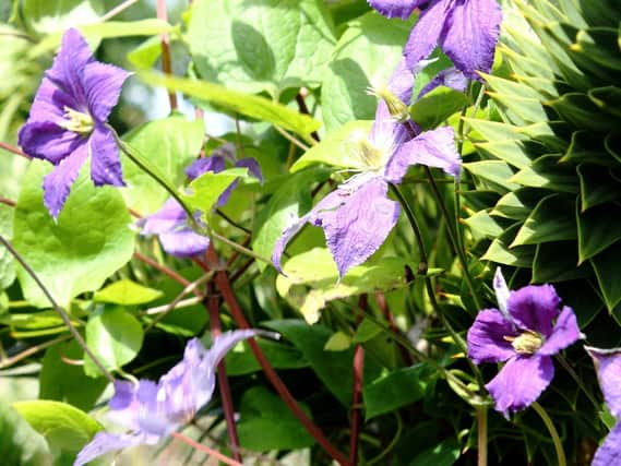 Now is the ideal time to plant clematis.