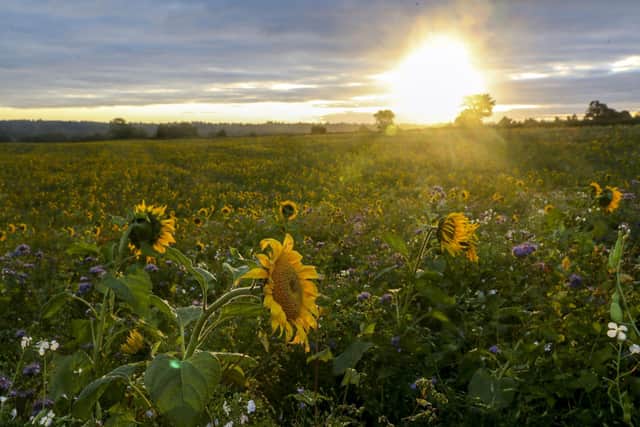The sun rises over a field of sunflowers at the Copas turkey farm near Cookham, in Berkshire, the flowers are free for members of the public to pick with a donation being asked for towards the Macmillan Cancer Support charity as it looks for new ways to raise vital funds.