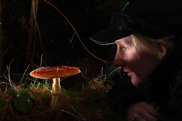 Clumber Park assistant ranger Charis Ollerenshaw looks at a Fly Agaric fungi. Picture by Simon Hulme