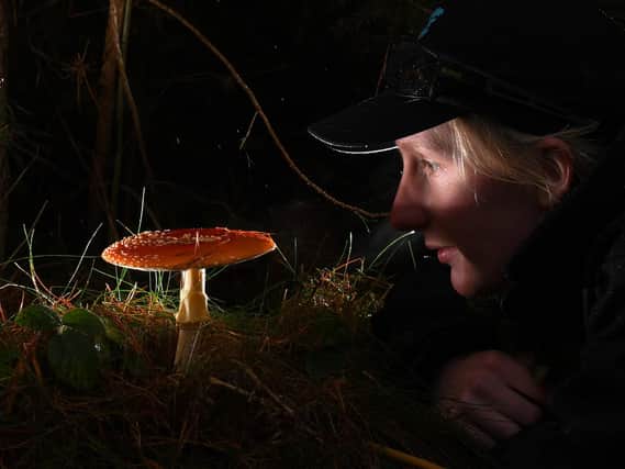 Clumber Park assistant ranger Charis Ollerenshaw looks at a Fly Agaric fungi. Picture by Simon Hulme