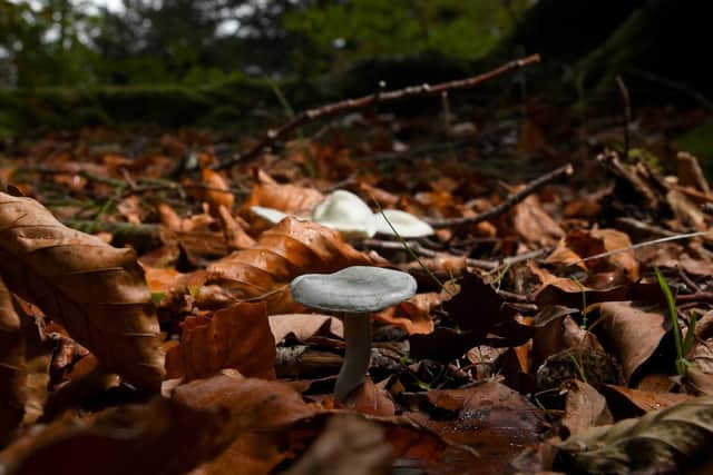 Fungi at Clumber Park. Picture by Simon Hulme