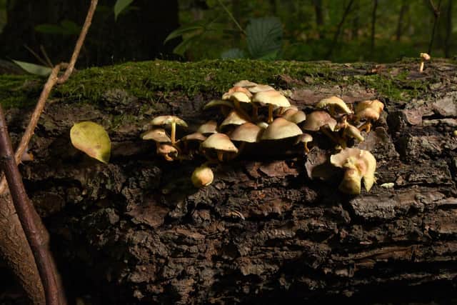 Sulphur Tuft fungi at Clumber Park. Picture by Simon Hulme