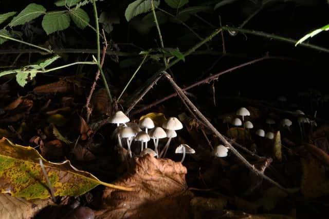 Fungi at Clumber Park. Image by Simon Hulme.