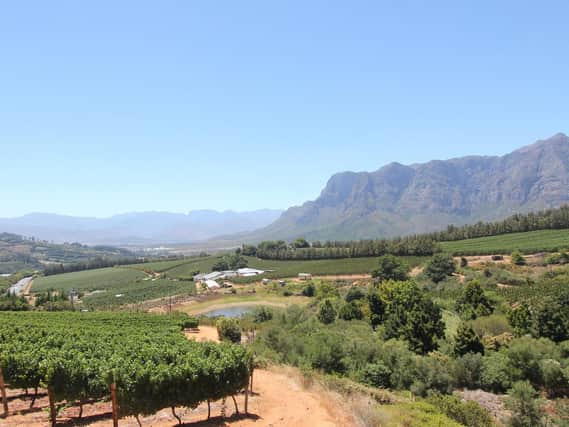 South African vineyards – the source of Rick’s Liberator Wines.