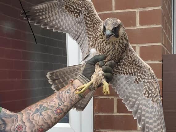 Picture issued by South Yorkshire Police of a peregrine falcon