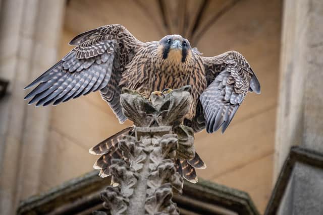 A young peregrine falcon similar to the one poisoned in Barnsley. Picture: SWNS