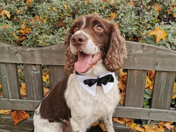 PD Winston from South Yorkshire Police, who has sniffed out millions' worth of drugs and weapons for officers