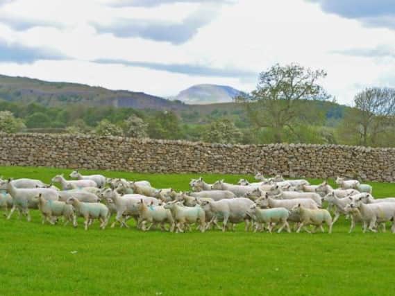 50 Texel sheep have been stolen from a field in North Yorkshire