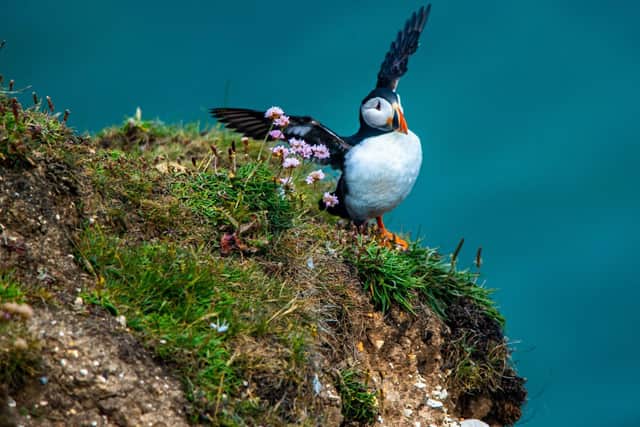 Puffins on the cliffs at Flamborough