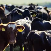 Farm practices and animal welfare remain in the spotlight. Photo: AdobeStock