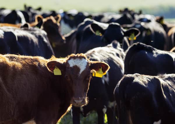 Farm practices and animal welfare remain in the spotlight. Photo: AdobeStock