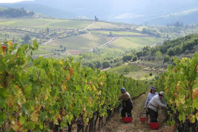 Harvesting grapes for Chianti  in Tuscany.