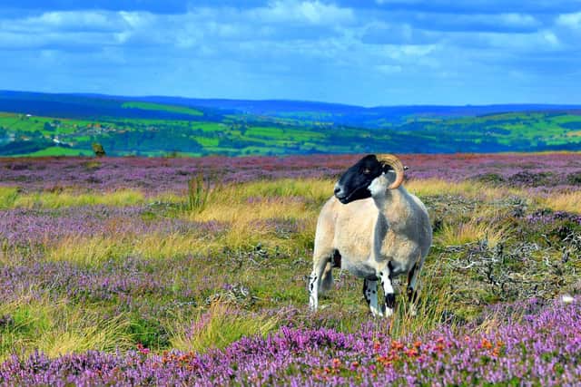 Sheep grazing on the North York Moors to near to Grosmont