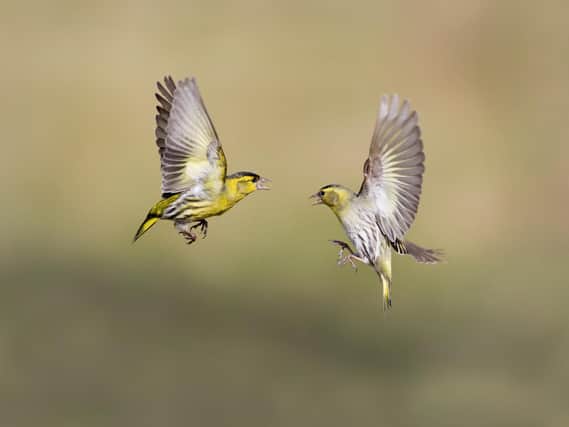 The British Trust for Ornithology researchers predict there will be more siskins around this winter and next spring.