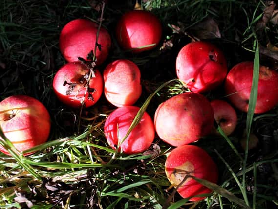 Discard any damaged fruit that has fallen from your trees.