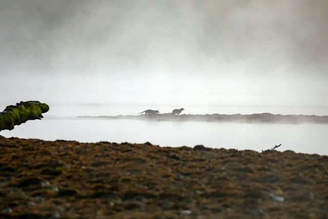 This atmospheric picture captures an otter club following its mother along the misty shoreline of Loch Etive, Argyll and Bute, at first light.