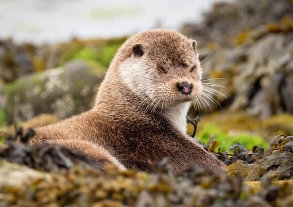 An adorable image of an otter.